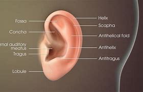 ear trumpet